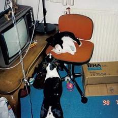 Blanding af racer Muggi(R.I.P)