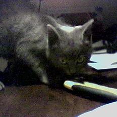 Blanding af racer emma