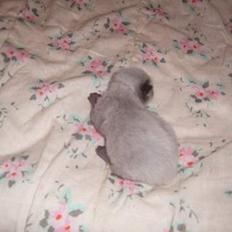 Blanding af racer emma