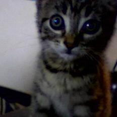 Blanding af racer sisse