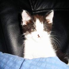 Maine Coon cirkeline