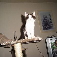 Maine Coon cirkeline