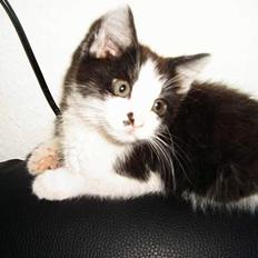 Maine Coon cirkeline