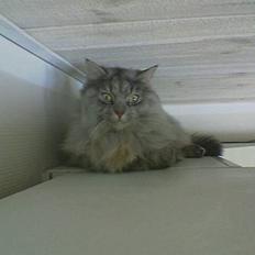 Norsk Skovkat Oo Pjuske oO- Død :´/ 