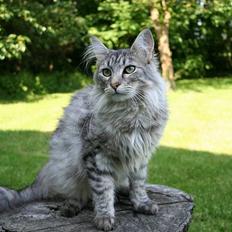 Maine Coon Felix