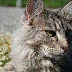 Maine Coon Felix
