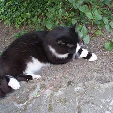 Blanding af racer Mozart