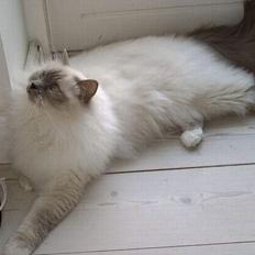 Hellig Birma Mika (Mikaros De Shattea)