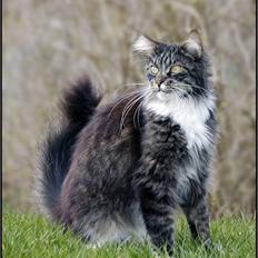 Maine Coon Gallaxe's Terminator