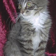 Maine Coon Gallaxe's Terminator