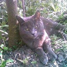 Blanding af racer Gismo