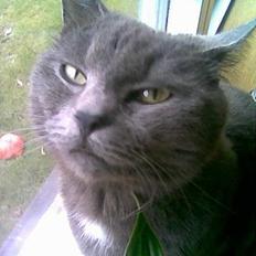 Blanding af racer Gismo