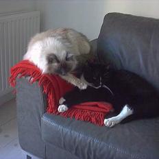 Hellig Birma Linnea´s Cherrié