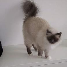 Hellig Birma Linnea´s Cherrié