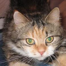 Norsk Skovkat MAlAIKA