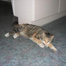 Norsk Skovkat MAlAIKA