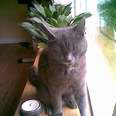 Blanding af racer Gismo