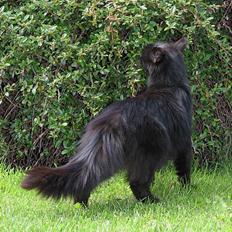 Blanding af racer Hexalitrix - forsvundet