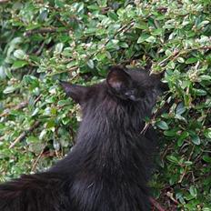 Blanding af racer Hexalitrix - forsvundet