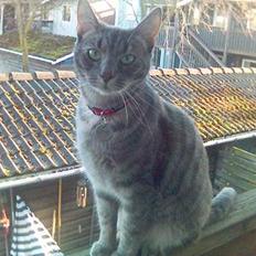 Huskat Chanell *flyttet*