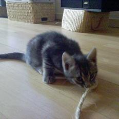 Huskat Chanell *flyttet*