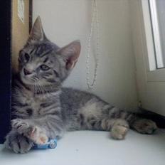 Huskat Chanell *flyttet*