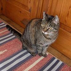 Huskat Mis (min mor og fars kat)