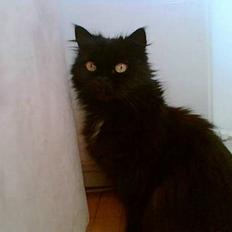 Perser Bambi  +1992-2008 +