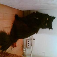 Perser Bambi  +1992-2008 +