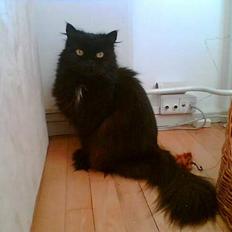 Perser Bambi  +1992-2008 +