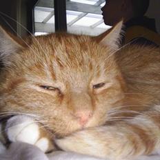 Blanding af racer Tarzan RIP