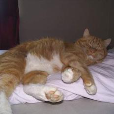 Blanding af racer Tarzan RIP