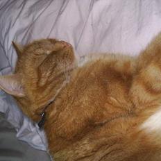 Blanding af racer Tarzan RIP