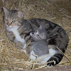 Blanding af racer Bjarne