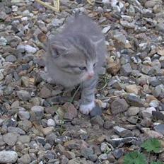 Blanding af racer Bjarne