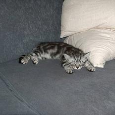 British Shorthair King Simba