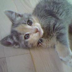 Huskat  * (¯`'RAJA'´¯) *