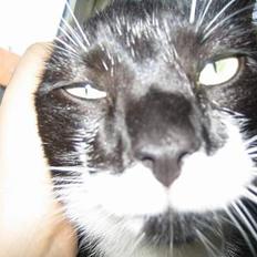 Huskat Stoffer