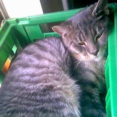 Blanding af racer John *bor på Fyn*