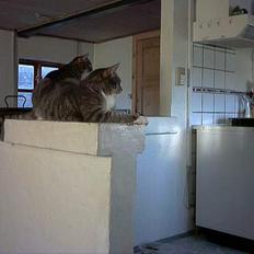 Blanding af racer John *bor på Fyn*