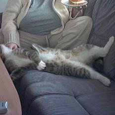 Blanding af racer John *bor på Fyn*