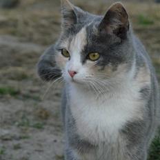 Blanding af racer sally