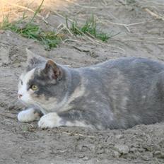 Blanding af racer sally