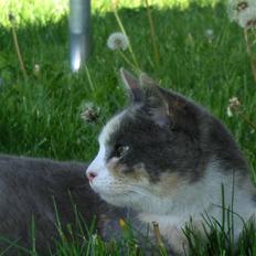 Blanding af racer sally