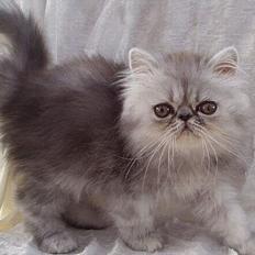 Perser Well-Done´s Sofus 