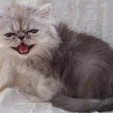 Perser Well-Done´s Sofus 