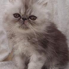 Perser Well-Done´s Sofus 