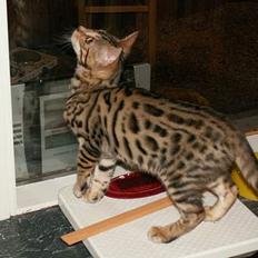Bengal Savannah