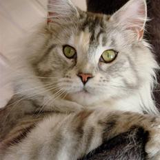 Maine Coon DK Brogrens´s Zion