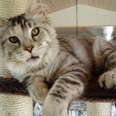 Maine Coon DK Brogrens´s Zion
